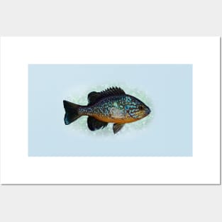 The Pumpkinseed Panfish Posters and Art